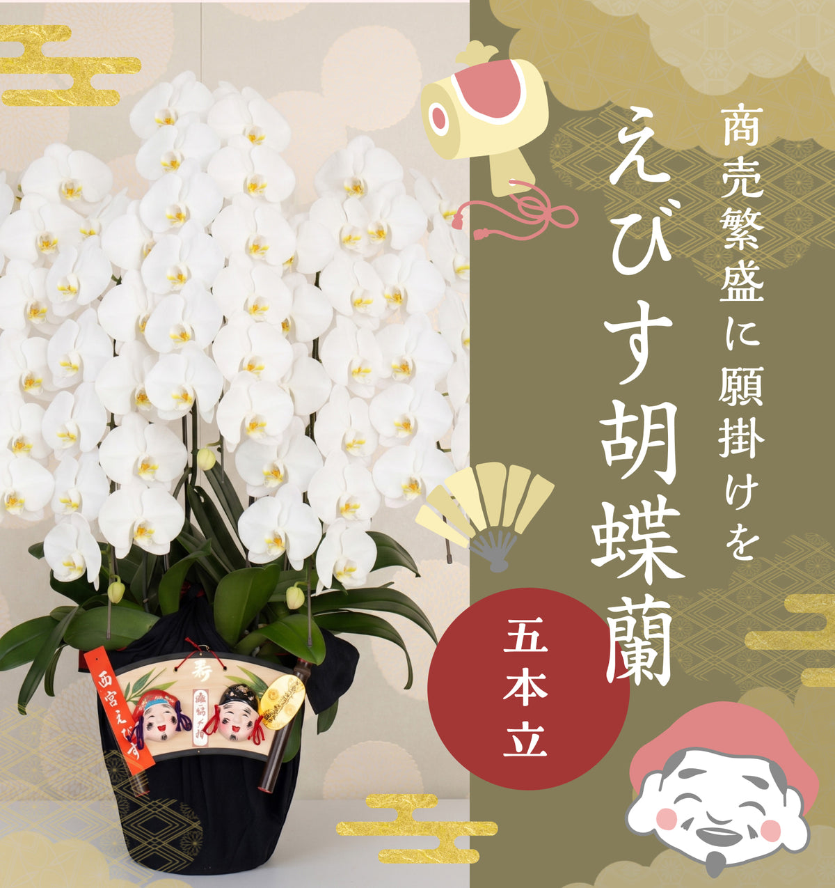えびす胡蝶蘭5本立