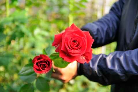 花次郎のお花の産地