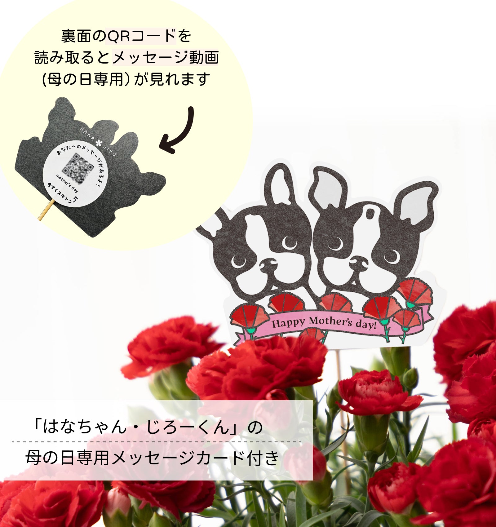 母の日のアレンジメント   カーネーション　赤 （5寸）