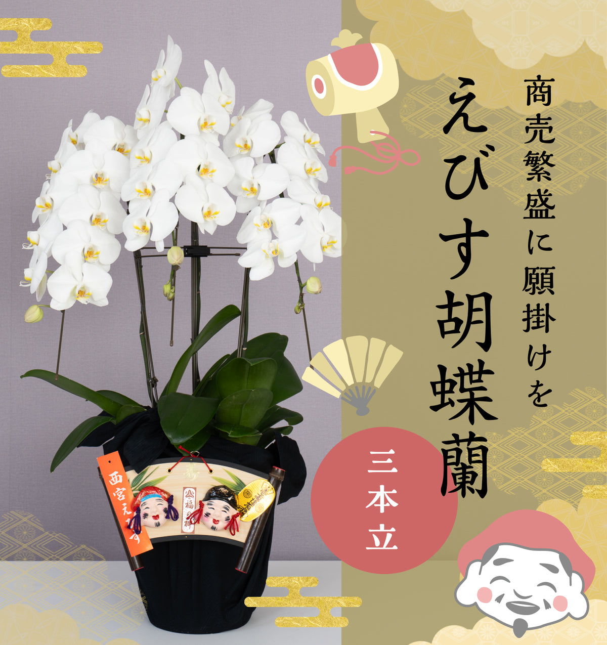 えびす胡蝶蘭3本立