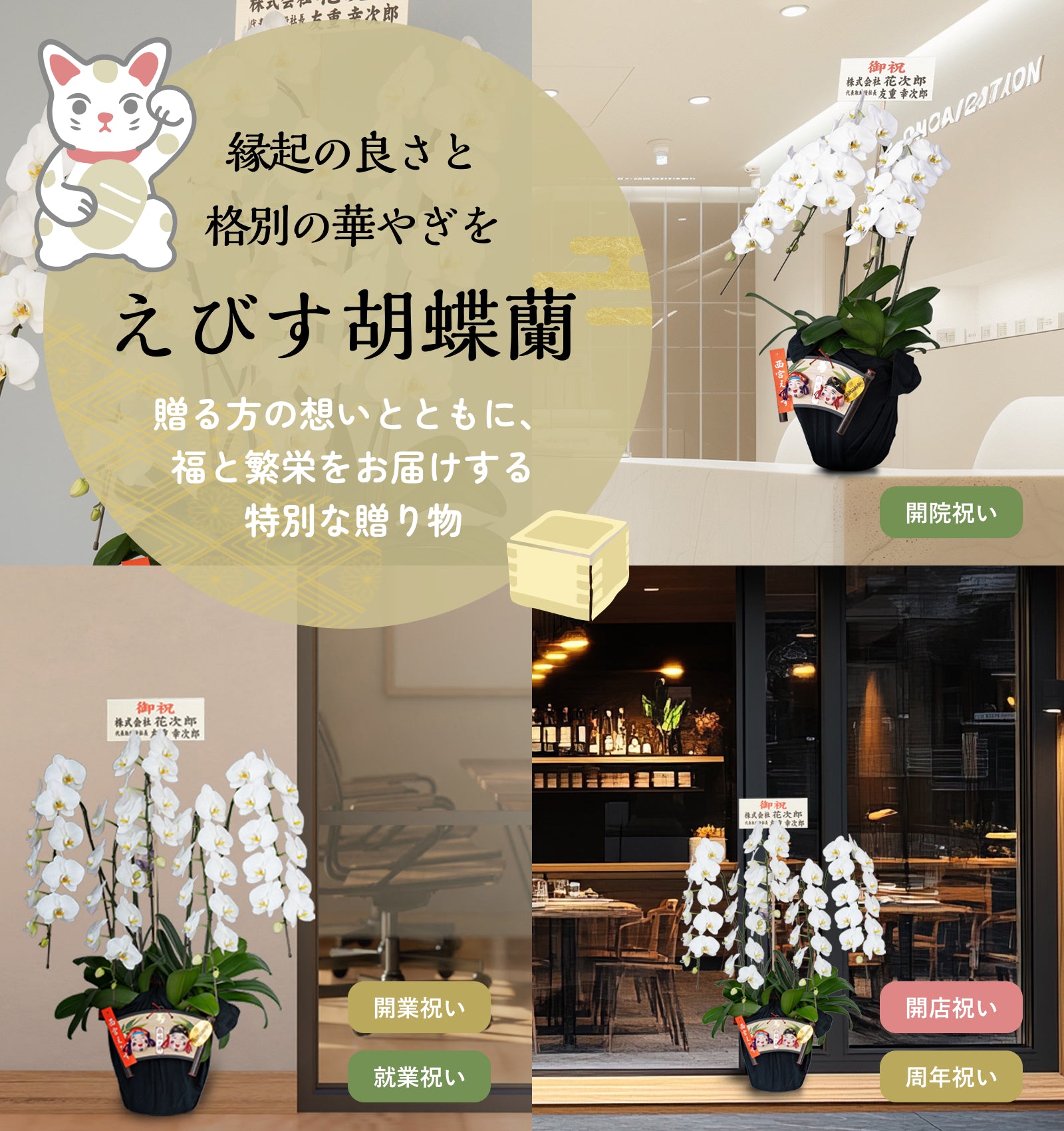 えびす胡蝶蘭3本立