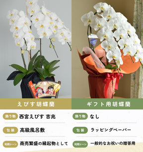 えびす胡蝶蘭3本立