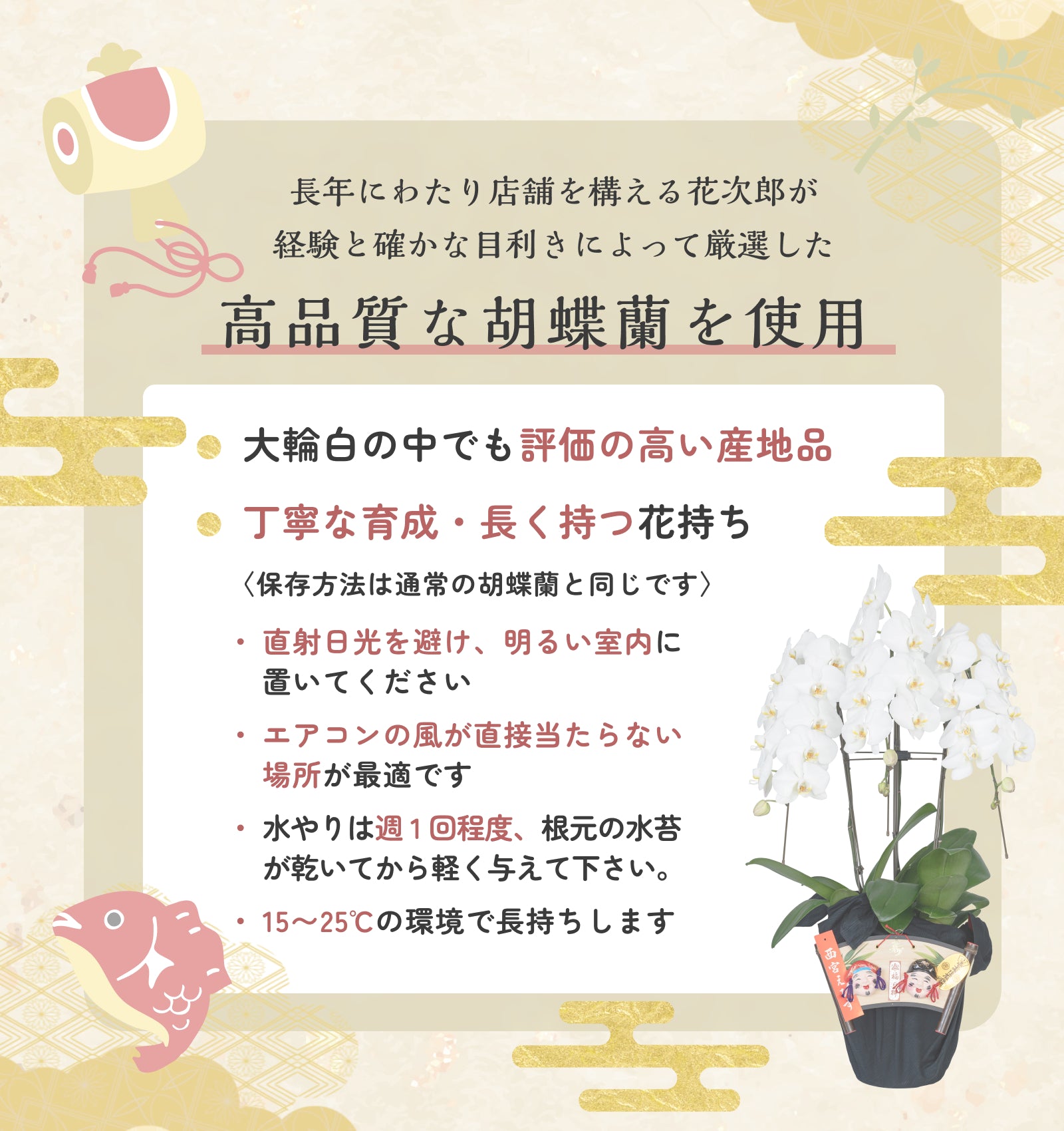 えびす胡蝶蘭3本立