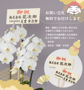 えびす胡蝶蘭3本立