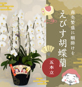 えびす胡蝶蘭5本立