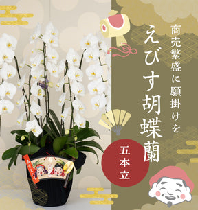 えびす胡蝶蘭5本立