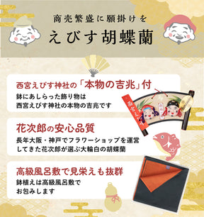 えびす胡蝶蘭5本立