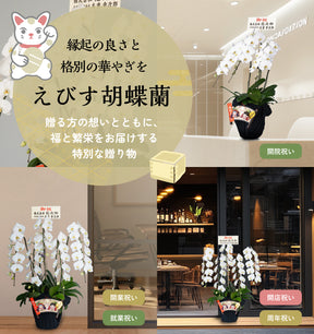 えびす胡蝶蘭5本立