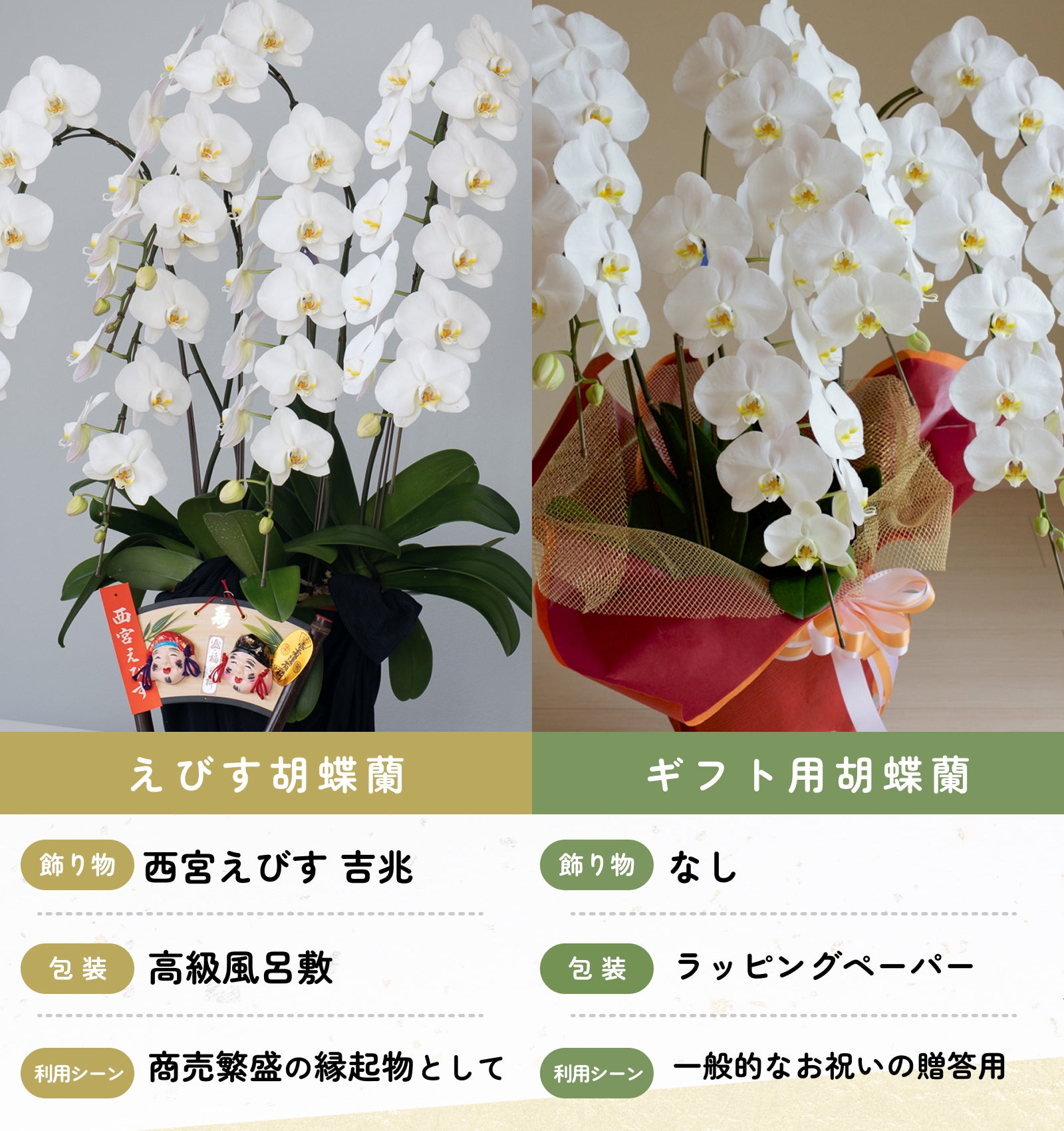 えびす胡蝶蘭5本立