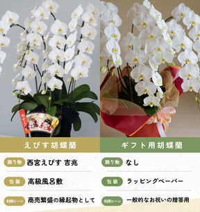 えびす胡蝶蘭5本立