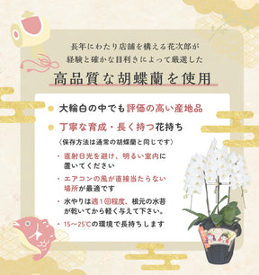 えびす胡蝶蘭5本立