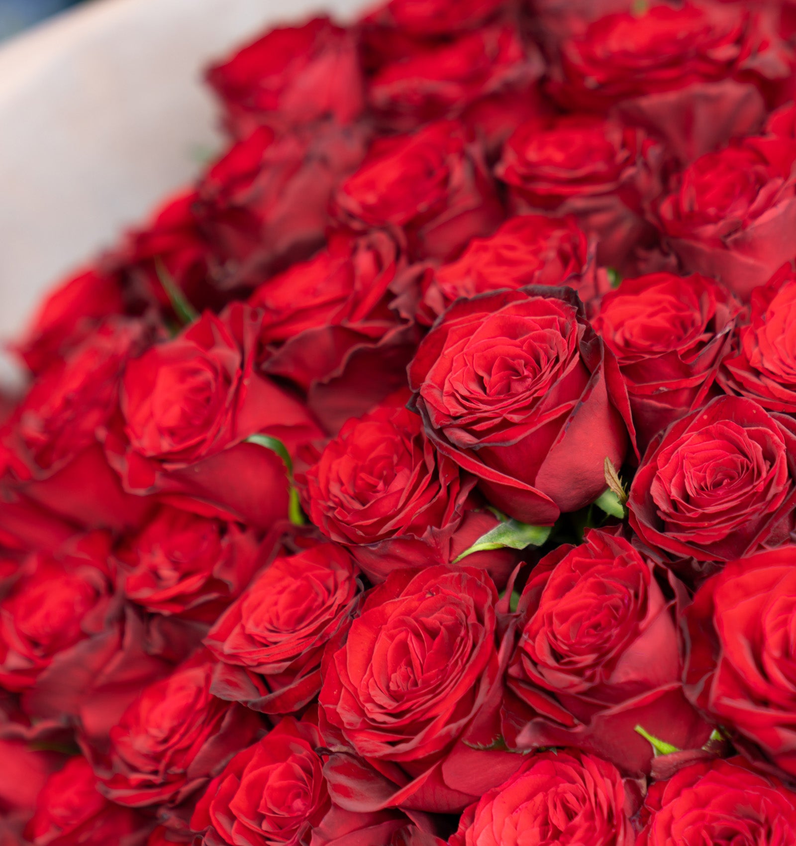 プロポーズブーケ 赤バラ 108本